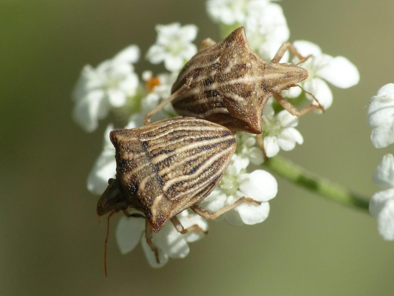 Ancyrosoma leucogrammes